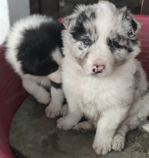  Bordel Collie kan kiskutyusok. - kép 2