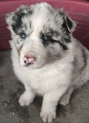  Bordel Collie kan kiskutyusok. - kép 4