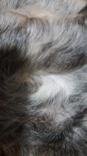 Havapoo kiskutyák költöznének - kép 3