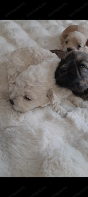 Havapoo kiskutyák költöznének