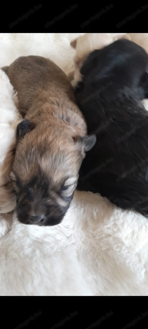 Havapoo kiskutyák költöznének - kép 2