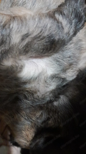 Havapoo kiskutyák költöznének - kép 4