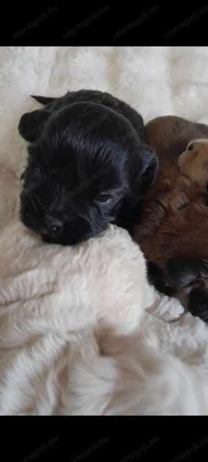 Havapoo kiskutyák költöznének - kép 5