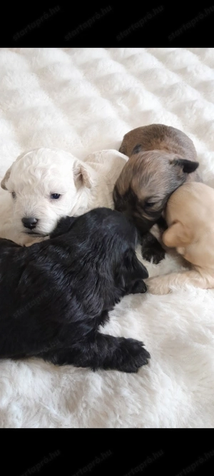 Havapoo kiskutyák költöznének - kép 7