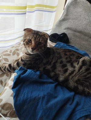 Skót lógófülű cicus - kép 2