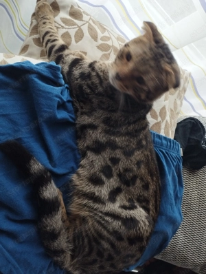 Skót lógófülű cicus - kép 3