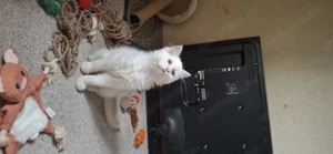 Ragdoll X Brit rövidszőrű kiscicák - kép 8