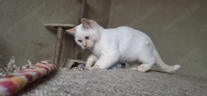 Ragdoll X Brit rövidszőrű kiscicák - kép 10