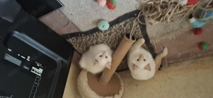 Ragdoll X Brit rövidszőrű kiscicák - kép 9