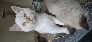 Ragdoll X Brit rövidszőrű kiscicák - kép 11