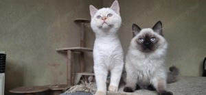 Ragdoll X Brit rövidszőrű kiscicák - kép 12