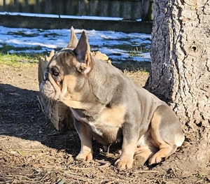 Francia bulldog kislány - kép 2