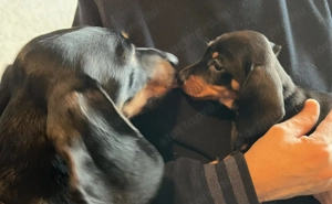 Vidám kis  tacskók kölykök keresik gondoskodó szerető gazdájukat fúk lányok vegyesen 