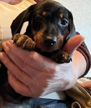 Vidám kis  tacskók kölykök keresik gondoskodó szerető gazdájukat fúk lányok vegyesen  - kép 2