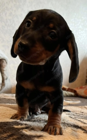 Vidám kis  tacskók kölykök keresik gondoskodó szerető gazdájukat fúk lányok vegyesen  - kép 4