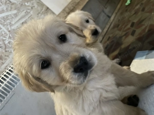 Golden Retriever kiskutyák szerető gazdit keresnek! 