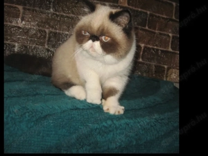 Perzsa cicák rövid bundában exóban is!Érdekldődhet! - kép 6