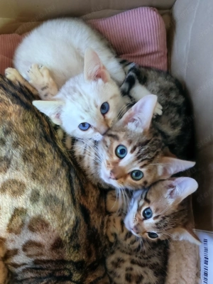 Bengáli macska eladó  - kép 3