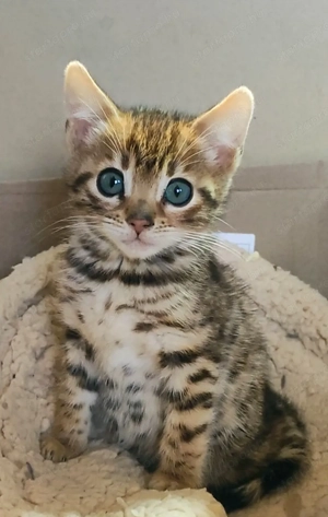 Bengáli macska eladó  - kép 2