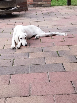 Saluki(perzsa agár) szuka - kép 4