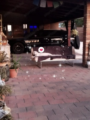 Saluki(perzsa agár) szuka - kép 2