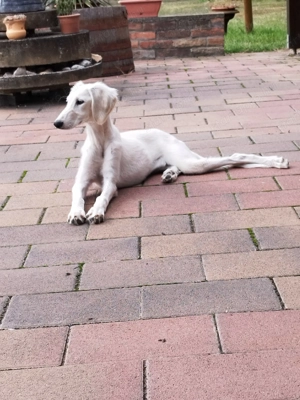 Saluki(perzsa agár) szuka