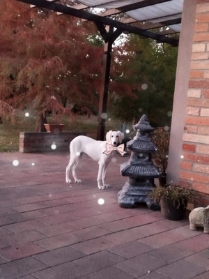 Saluki(perzsa agár) szuka - kép 3