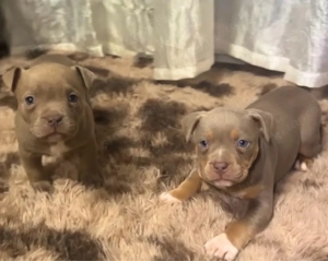 Amerikai Stafford - kép 2