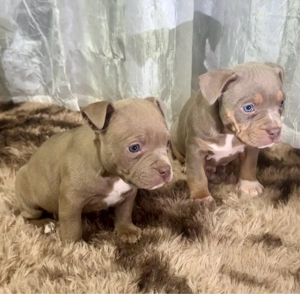 Amerikai Stafford - kép 3