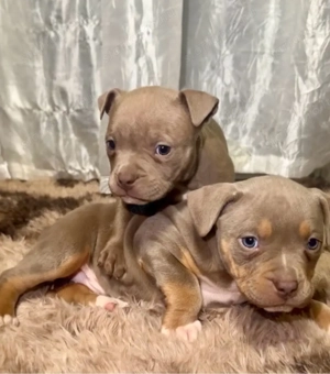 amerikai staffordshire terrier 