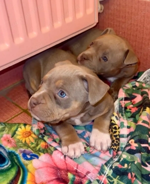 Amerikai Stafford kis kutya  - kép 3