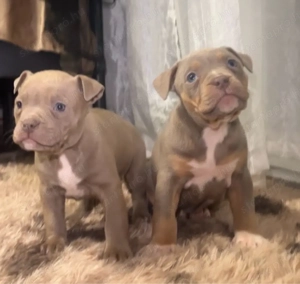 Amerikai Stafford - kép 4