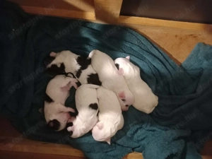 Bichon Havanese kiskutyák Foglalozhatók - kép 2