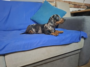 ELADÓ Törpe Tacskó Kiskutyák - kép 4