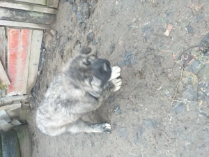 Kaukázusi kölykök eladók - kép 5