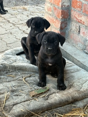 Cane corso kiskutyak  - kép 2