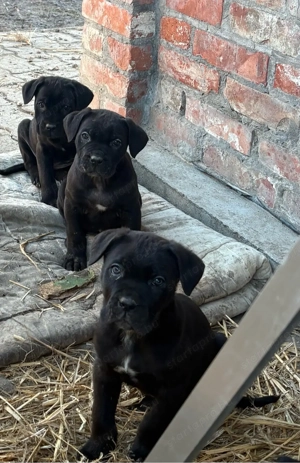 Cane corso kiskutyak  - kép 3