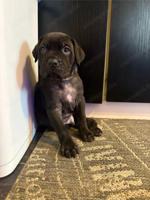 Cane corso kiskutyak  - kép 5