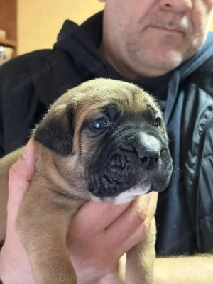 Cane Corso fulvo kölyök kan Euch, Wch vonallal tenyésztői garanciával eladó csak komoly érdeklődőkne - kép 6