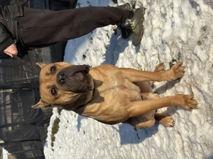 Cane Corso fulvo kölyök kan Euch, Wch vonallal tenyésztői garanciával eladó csak komoly érdeklődőkne - kép 2