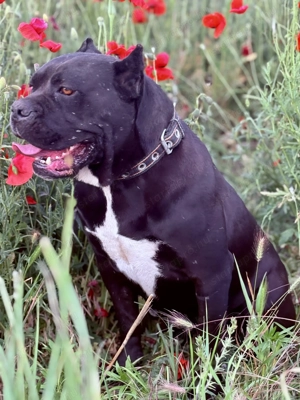 Cane Corso fulvo kölyök kan Euch, Wch vonallal tenyésztői garanciával eladó csak komoly érdeklődőkne - kép 7