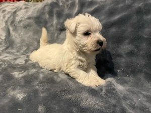 Ritka Szép Westie kiskutyák - kép 2