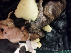 Tacsi, Francia Bulldog keverék kan kölyök - kép 2