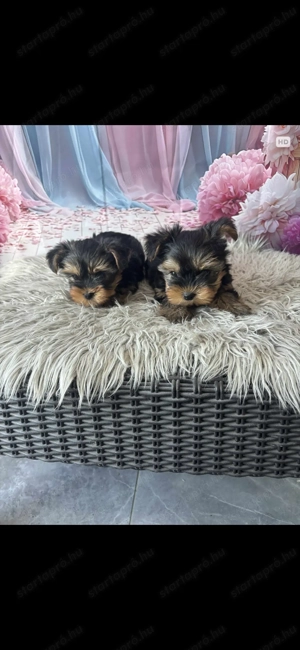 Yorki kiskutyák gazdit keresnek