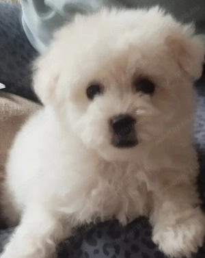 Bolognese kiskutya  - kép 2