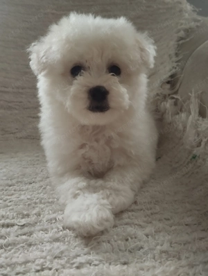 Bolognese kiskutya  - kép 5