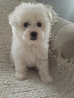 Bolognese kiskutya  - kép 4