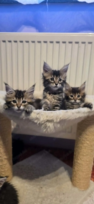 Maine Coon kiscicák Szerető Otthont keresnek!