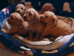 Törpe uszkár babák 