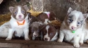 Border Collie fajta tiszta jellegű kiskutyák ingyen elvihetők  - kép 2